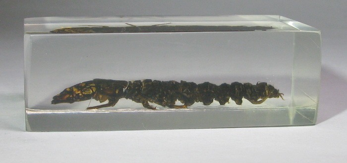 Насекомые №42 - Вислокрылка Рогатая (Corydalus cornutus)