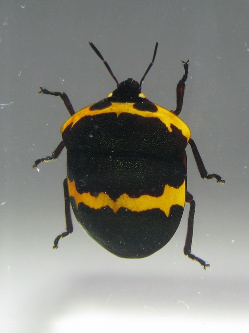 Насекомые №44 - Клоп-черепашка (Poecilocoris sp.)
