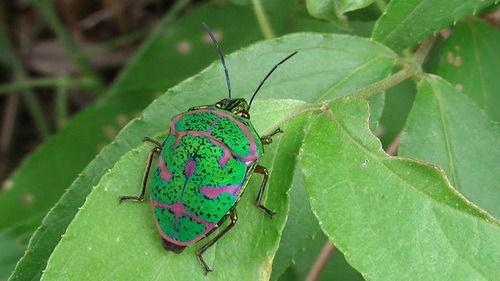 Насекомые №44 - Клоп-черепашка (Poecilocoris sp.)