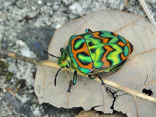 Насекомые №44 - Клоп-черепашка (Poecilocoris sp.)