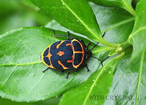 Насекомые №44 - Клоп-черепашка (Poecilocoris sp.)
