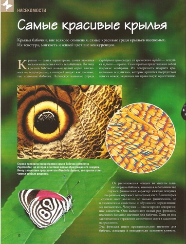 Насекомые №29 Тессератома Папиллоза (Tesseratoma papillosa) фото, обсуждение