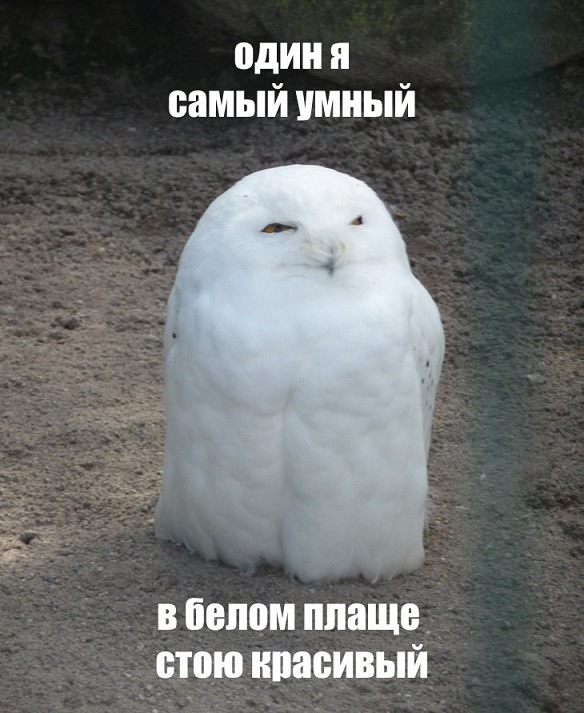 Posted Image