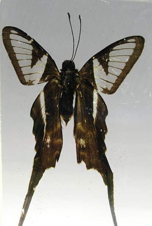 Насекомые №50 - Белый парусник (Lamproptera curius)