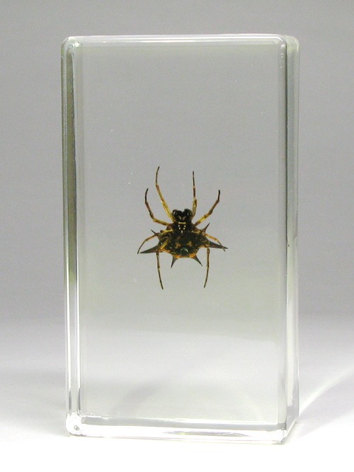 Насекомые №51 - Рогатый паук (Gasteracantba)