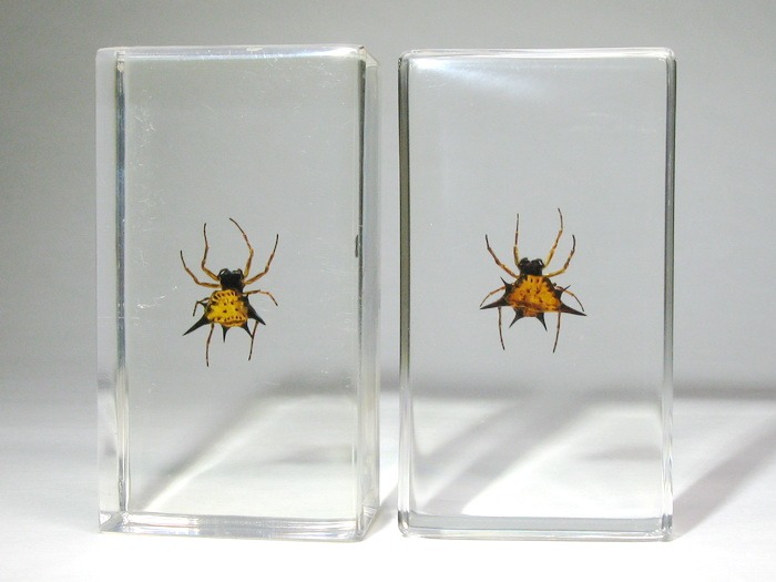 Насекомые №51 - Рогатый паук (Gasteracantba)