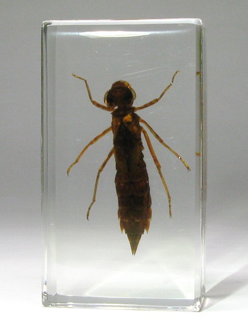Насекомые №52 - Стрекоза-коромысло (Личинка) (Aeshnidae)