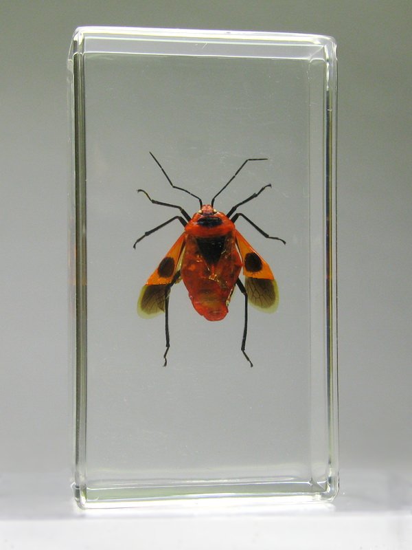 Насекомые №54 - Клоп - щитник (Parastrachia japonensis)