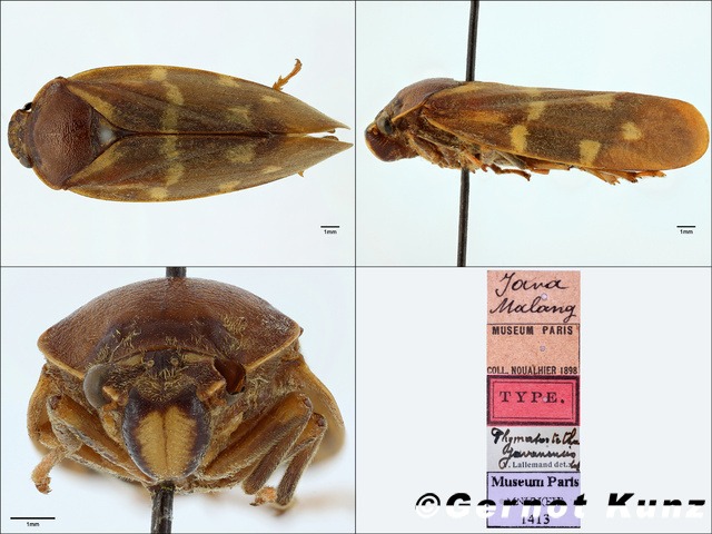 Насекомые №55 - Пенница (Cercopidae)