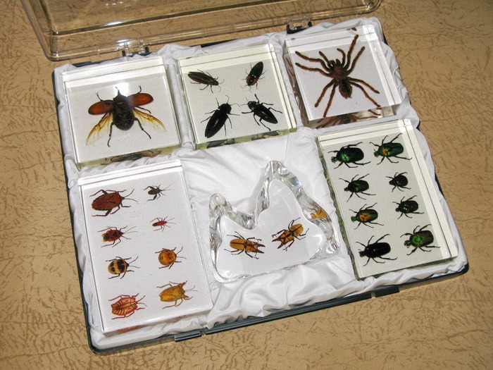 Коллекция насекомых Robin73