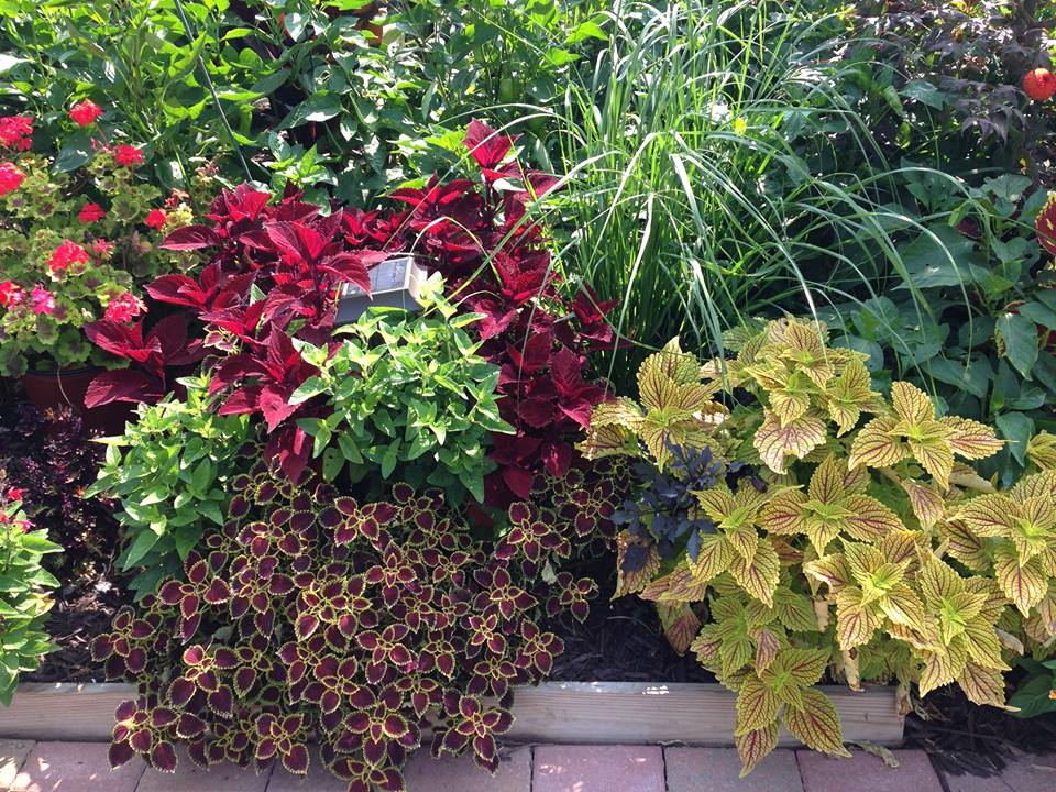 Какими растениями заменю петунию в саду. Вятский сад. Дзен