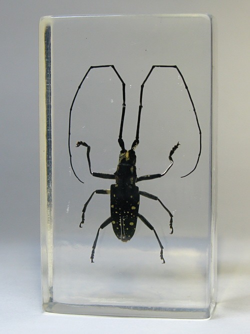 Насекомые №77 - Желтопятнистый жук-усач (Psacothea bilaris)