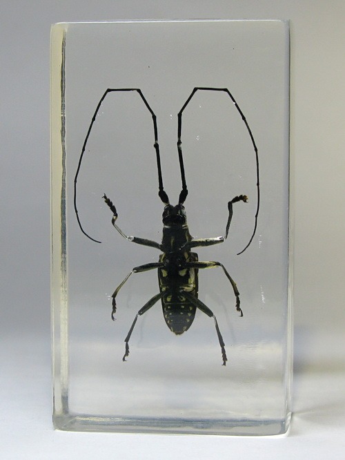 Насекомые №77 - Желтопятнистый жук-усач (Psacothea bilaris)