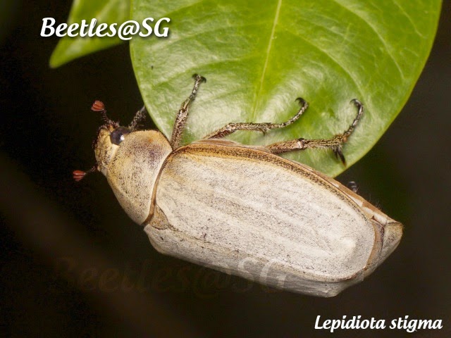 Насекомые №83 - Жук-Хрущак Лепидиота (Lepidiota sp)