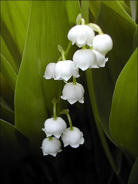 Вибратор Ландыш 6