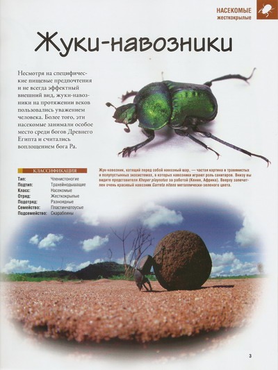 Насекомые №35 Сизифус (Sisyphus sp.) фото, обсуждение