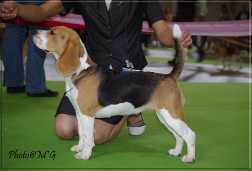 http://4put.ru/pictures/max/160/493505.jpg
