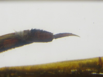 Насекомые №39 Гигантский водяной клоп (Lethocerus sp.): Фото, обсуждение