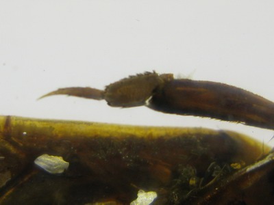 Насекомые №39 Гигантский водяной клоп (Lethocerus sp.): Фото, обсуждение