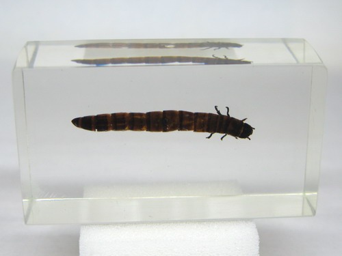 Насекомые №41 Чернотелка зофобас (личинка) (Zophobas) фото, обсуждение