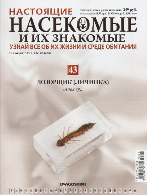 Насекомые №43 Дозорщик (личинка) (Anax sp.) фото, обсуждение