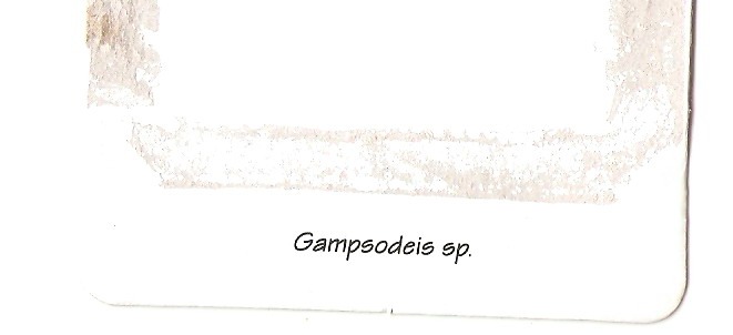 Насекомые №45 Гамсоклеис (Gampsocleis sp.) фото, обсуждение