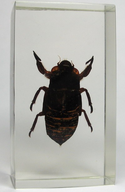 Насекомые №46 Певчая цикада (личинка) (Cicadidae) фото, обсуждение