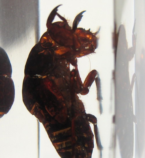 Насекомые №46 Певчая цикада (личинка) (Cicadidae) фото, обсуждение