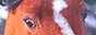 http://4put.ru/pictures/max/221/681183.gif