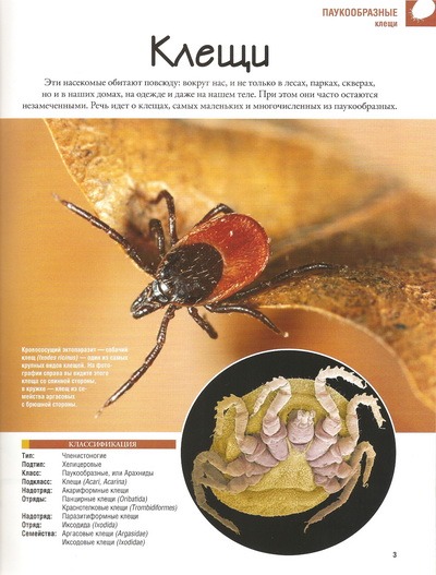 Насекомые №52 Уховертка (Anechura sp.) фото, обсуждение