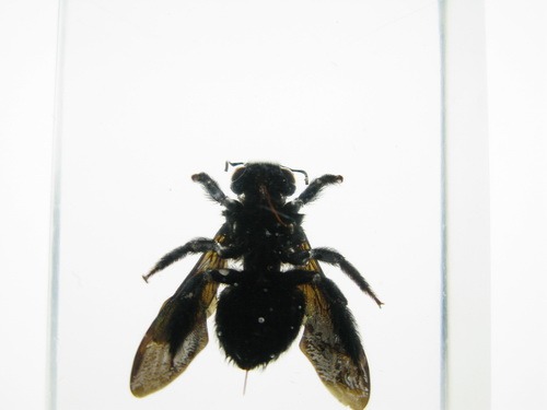 Насекомые №56 Пчела-плотник (Xylocopa)