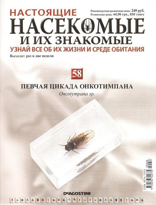 Насекомые №58 Певчая цикада Онкотимпана (Oncotympana sp.)