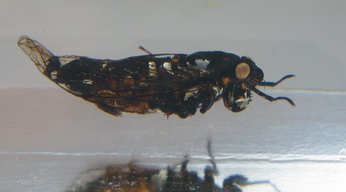 Насекомые №58 Певчая цикада Онкотимпана (Oncotympana sp.)