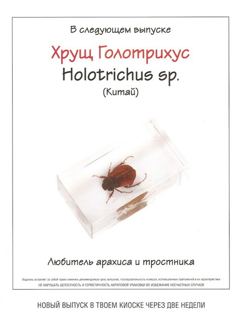 Насекомые №59 Усач (Moechotypa diphysis)
