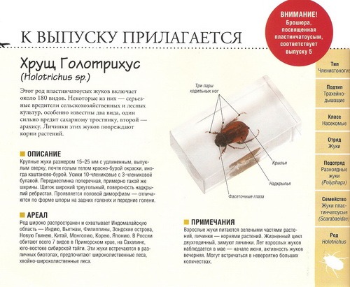 Насекомые №60 Хрущ Голотрихус (Holotrichus sp.)