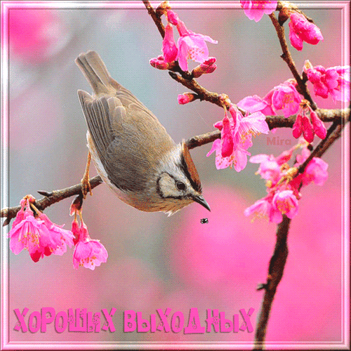 Пожелания на выходные дни своими словами красивые 2021