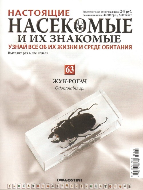 Насекомые №63 Жук-рогач (Odontolabis sp.)