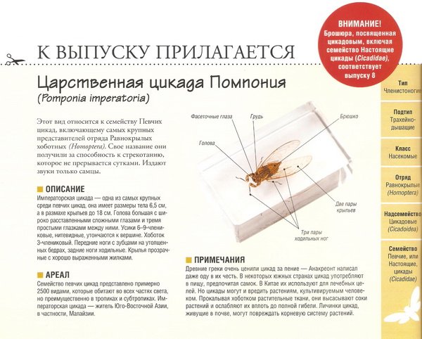 Насекомые №65 Царственная цикада Помпония (Pomponia imperatoria)