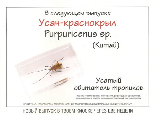 Насекомые №67 Белый бриллиантовый жук (Cyphochilus sp.)