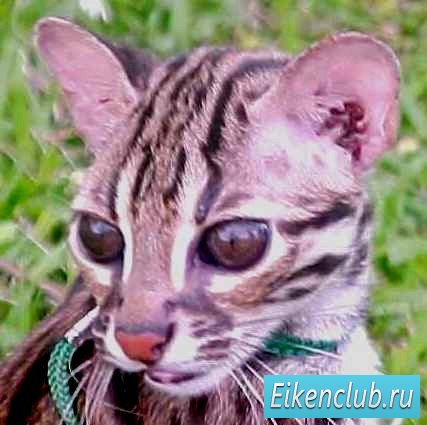 бенгальская кошка f2