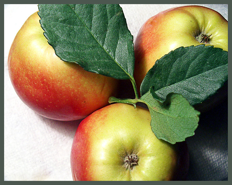 Чем яблоки полезны для здоровья?