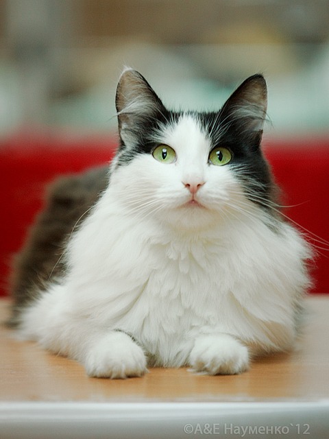 http://4put.ru/pictures/max/420/1291231.jpg
