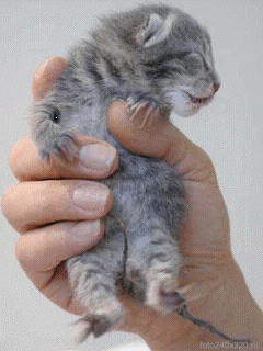 http://4put.ru/pictures/max/43/134725.gif
