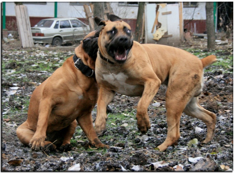 http://4put.ru/pictures/max/462/1419333.jpg