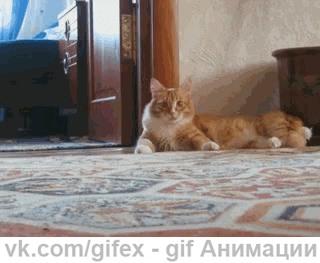 http://4put.ru/pictures/max/468/1439411.gif