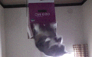 http://4put.ru/pictures/max/469/1441563.gif