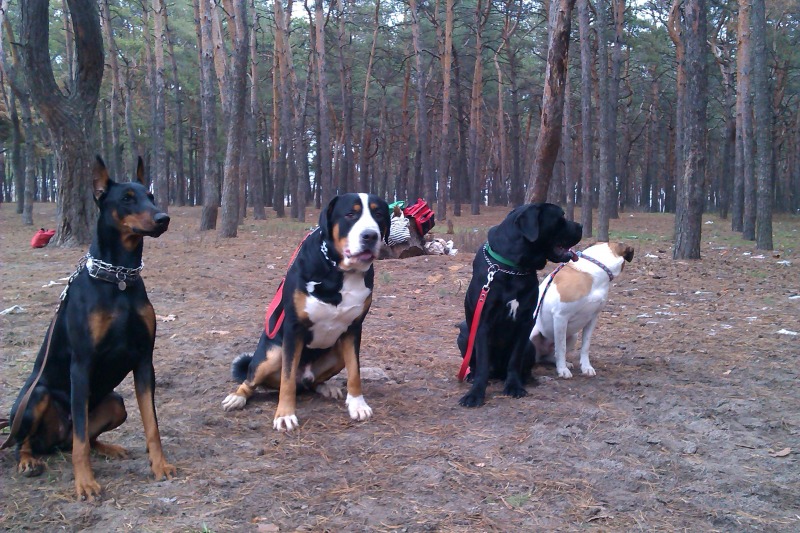 http://4put.ru/pictures/max/471/1449205.jpg