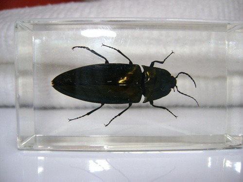 Насекомые и их знакомые 2010 График Выхода и обсуждение