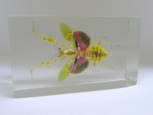 Насекомые №76 Индийский цветочный богомол (Creobroter gemmatus)
