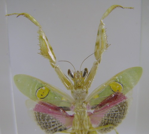 Насекомые №76 Индийский цветочный богомол (Creobroter gemmatus)